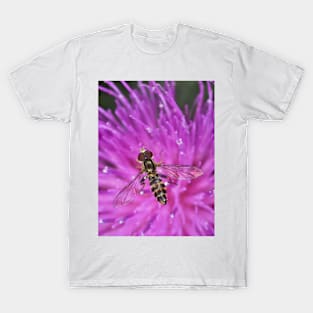 Toxomerus occidentalis on a purple flower in California T-Shirt